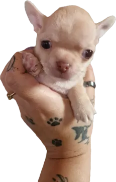 Cudny biszkoptowy piesek rasy Chihuahua o imiemiu Roni, , Nowa Ruda