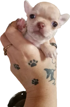 Cudny biszkoptowy piesek rasy Chihuahua o imiemiu Roni, , Nowa Ruda