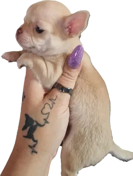 Cudny biszkoptowy piesek rasy Chihuahua o imiemiu Roni, , Nowa Ruda