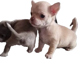 Cudny biszkoptowy piesek rasy Chihuahua o imiemiu Roni