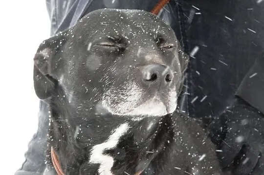 Piękny bullowaty Bono - spokojny, zrównoważony, lubi ludzi, adopcja