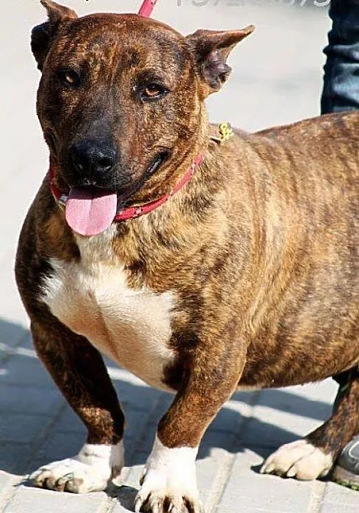ZIOMEK piękny amstaff w wersji kompatkowej, mazow