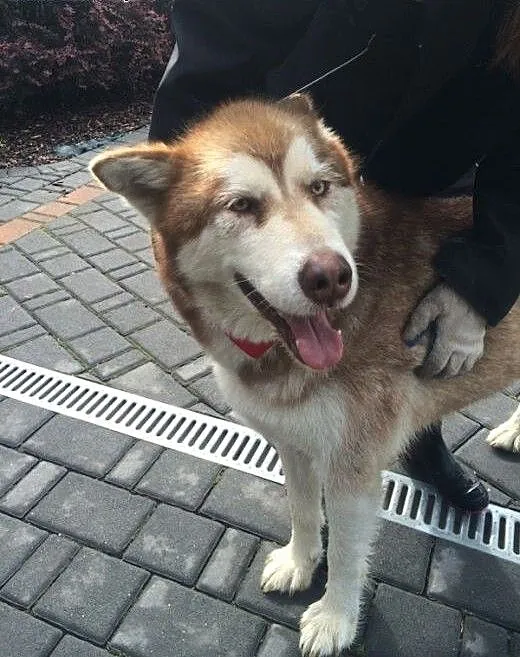 Piękny, rudy, przyjacielski alaskan malamute szuka