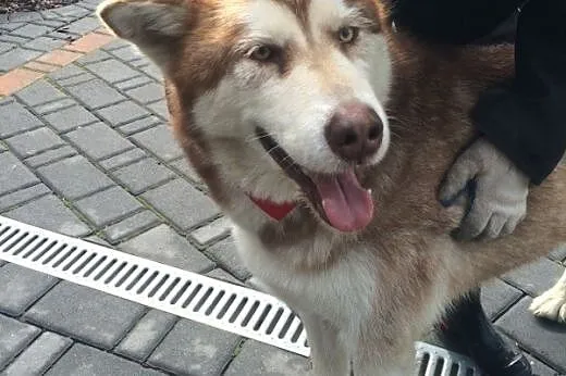 Piękny, rudy, przyjacielski alaskan malamute szuka