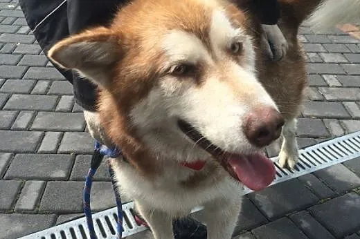 Piękny, rudy, przyjacielski alaskan malamute szuka