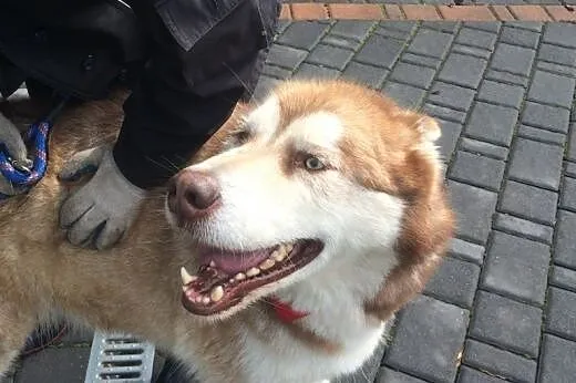 Piękny, rudy, przyjacielski alaskan malamute szuka