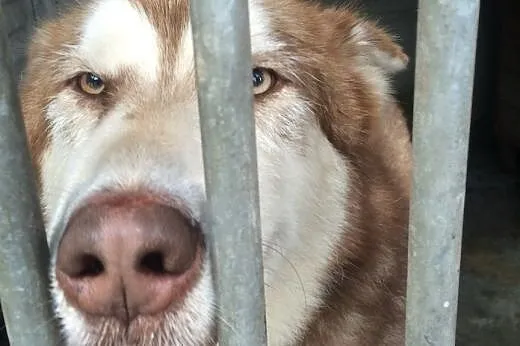 Piękny, rudy, przyjacielski alaskan malamute szuka