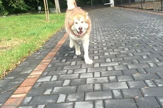 Piękny, rudy, przyjacielski alaskan malamute szuka
