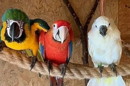 Papugi : ara ararauna - ręcznie karmiony, Rybnik