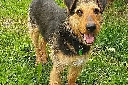 TOBY - piękny, kochany psiak w typie terriera do adopcji,  mazowieckie Warszawa, Mazowieckie, Warszawa