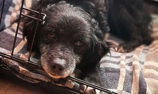 Pokochaj Dropsika, adoptuj, szuka domku :), małop