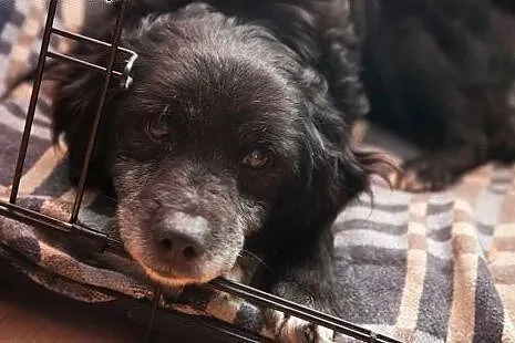 Pokochaj Dropsika, adoptuj, szuka domku :),  małop