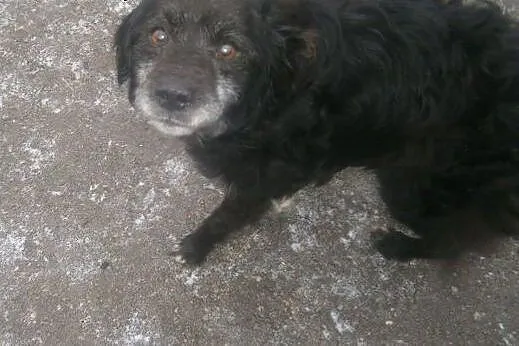 Pokochaj Dropsika, adoptuj, szuka domku :),  małop