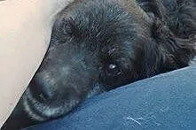 Pokochaj Dropsika, adoptuj, szuka domku :),  małop