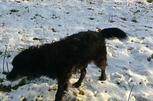 Pokochaj Dropsika, adoptuj, szuka domku :),  małop
