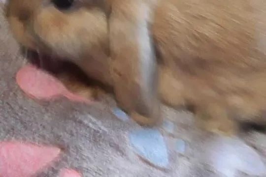Mini lop
