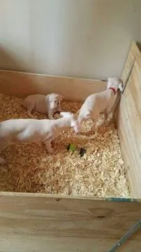 Wyjątkowe szczenięta dobermana albinos szukają swoich stałych rodzin!