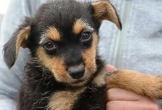 Malutkie szczeniaki 2 chłopców szuka domu ADOPCJA,