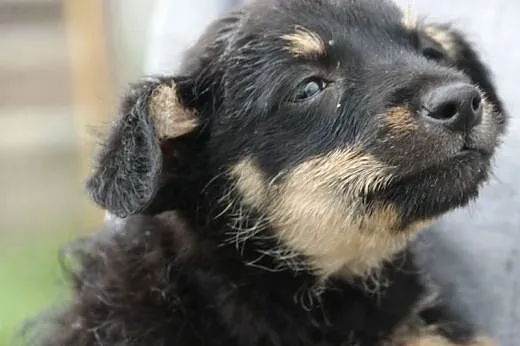 Malutkie szczeniaki 2 chłopców szuka domu ADOPCJA,