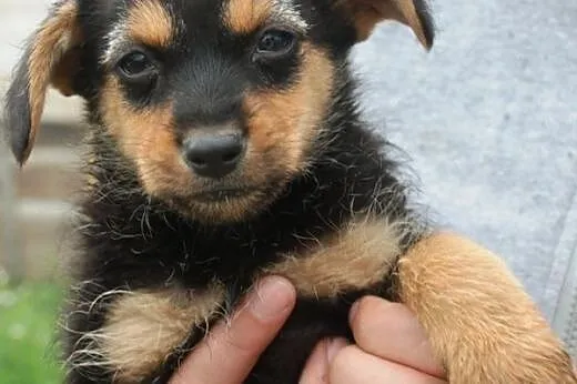 Malutkie szczeniaki 2 chłopców szuka domu ADOPCJA,