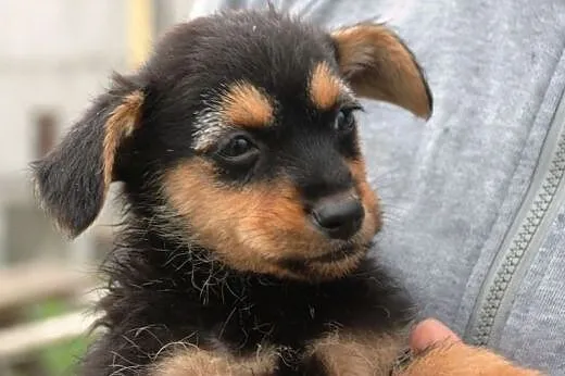 Malutkie szczeniaki 2 chłopców szuka domu ADOPCJA,