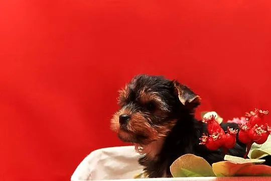 Alutka i siostry Yorkshire Terrier