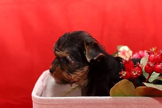 Alutka i siostry Yorkshire Terrier, Dolnośląskie, Oława