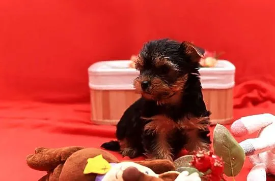 Alutka i siostry Yorkshire Terrier, Dolnośląskie, Oława