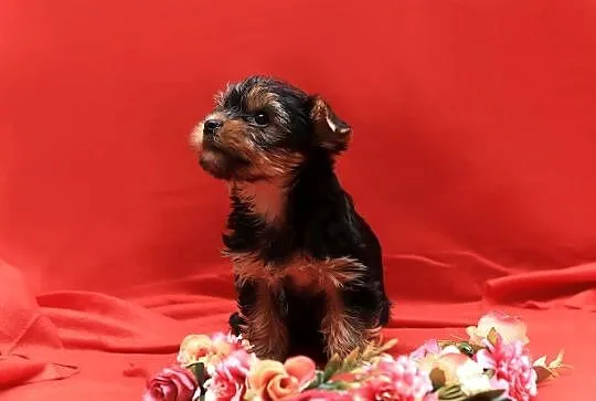 Alutka i siostry Yorkshire Terrier, Dolnośląskie, Oława