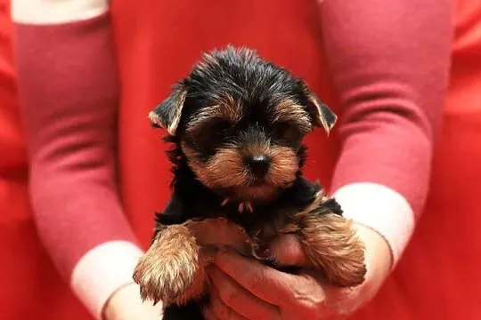 Alutka i siostry Yorkshire Terrier, Dolnośląskie, Oława