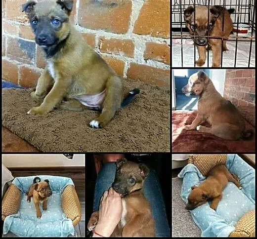 Szczeniak do adopcji, łódzkie Tomaszów Mazowiecki