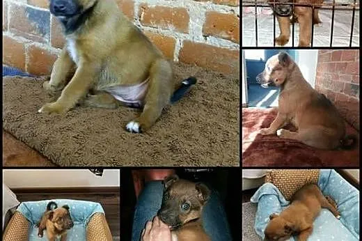 Szczeniak do adopcji,  łódzkie Tomaszów Mazowiecki