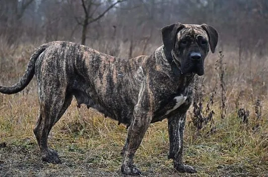 Szczenięta Presa Canario, Grójec