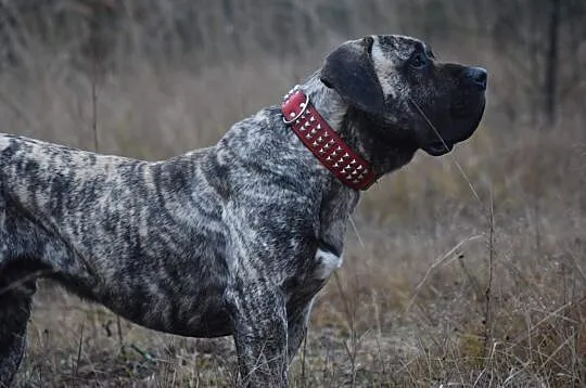 Szczenięta Presa Canario, Grójec