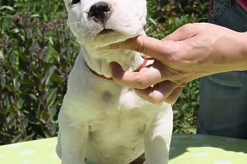 Dog Argentyński - szczenięta na sprzedaż