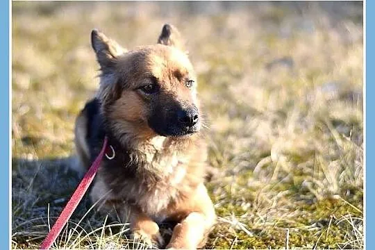 10 kg, wesoły,sympatyczny,przyjazny,łagodny piesek MILO_Adopcja