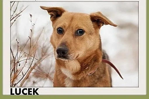 LUCEK,10kg,łagodny,spokojny piesek.ADOPCJA,  dolnośląskie Wrocław