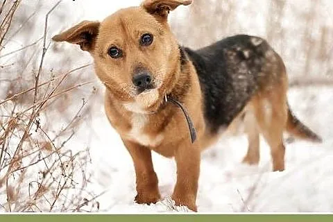 LUCEK,10kg,łagodny,spokojny piesek.ADOPCJA,  dolno