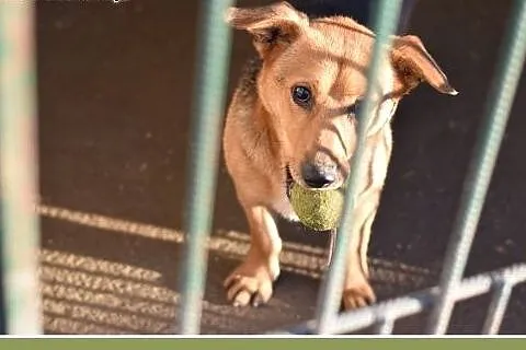 LUCEK,10kg,łagodny,spokojny piesek.ADOPCJA,  dolno