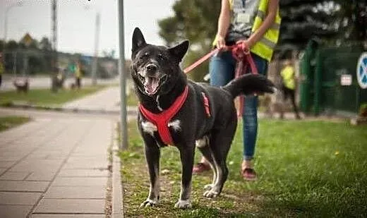 Nuru - piękny pies ze schroniska szuka domu!, Kun
