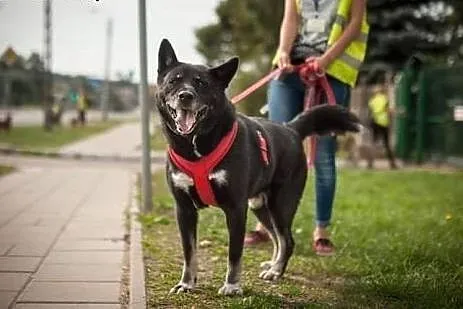 Nuru - piękny pies ze schroniska szuka domu!,  Kun