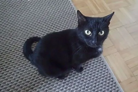 Zoja czarna miła spokojna kotka do adopcji FILMIK,