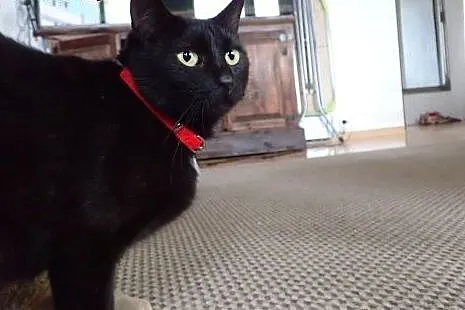 Zoja czarna miła spokojna kotka do adopcji FILMIK,