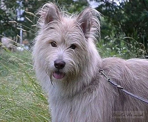 Agat ofiara emigracji - szuka domu , pomorskie Ch