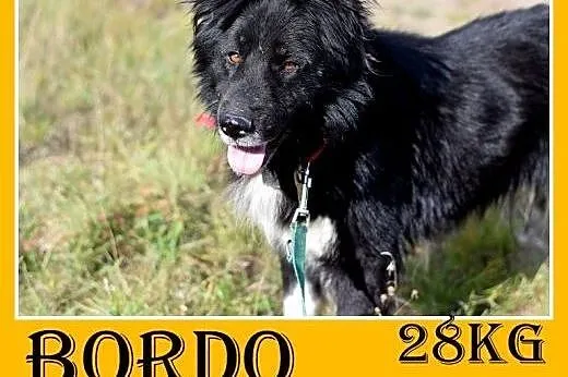 28kg,duży,spokojny,przyjazny pies długowłosy BORDO.Adopcja,  małopolskie Kraków