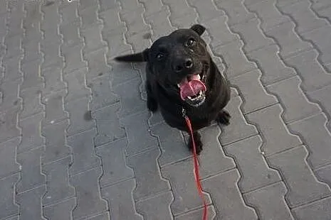 Wspaniała suczka, MINI LABRADOR, kochająca człowieka,  Kundelki cała Polska