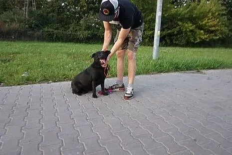 Wspaniała suczka, MINI LABRADOR, kochająca człowie