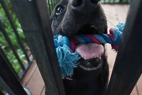 Wspaniała suczka, MINI LABRADOR, kochająca człowie