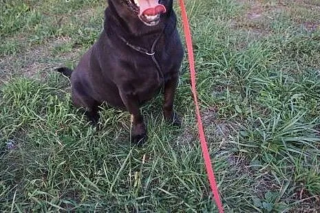 Wspaniała suczka, MINI LABRADOR, kochająca człowie