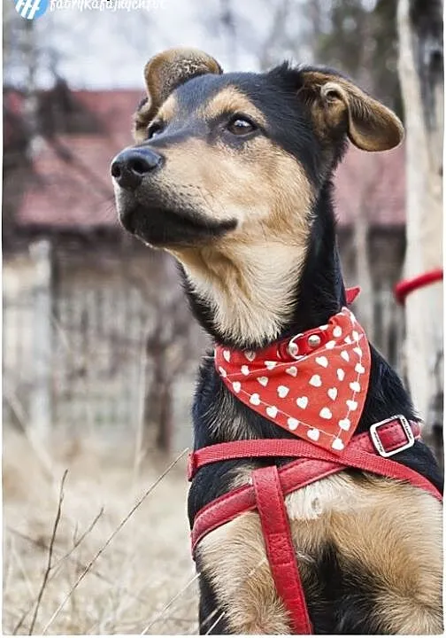 NICO-przeuroczy ROZKOSZNY psi DZIECIAK do adopcji,